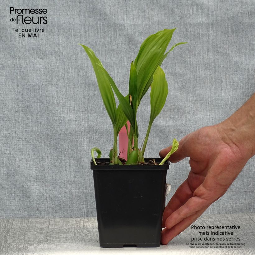 Amostra de Pleione Glacier Peak - Orquídea terrestre Vaso de 1 L/1,5 L tal como entregue na primavera