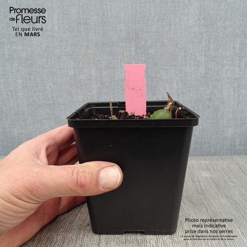 Amostra de Pleione Glacier Peak - Orquídea terrestre Vaso de 1 L/1,5 L tal como entregue no inverno