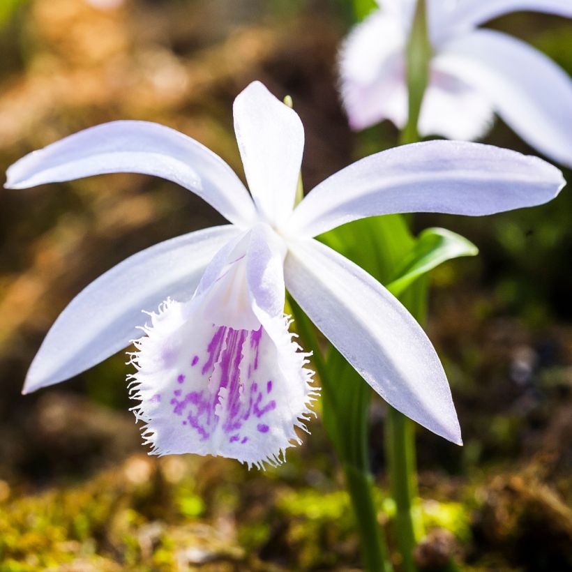 Pleione Glacier Peak - Orquídea terrestre (Floração)