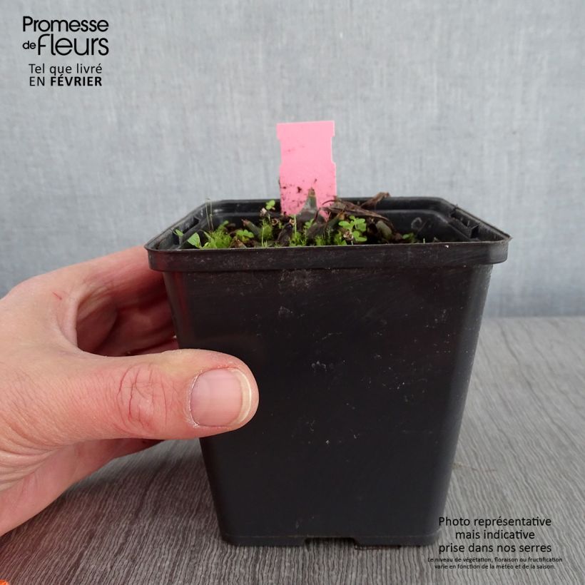 Amostra de Pleione Tongariro - Orchidée terrestre Pot de 1L/1,5L tal como entregue no inverno