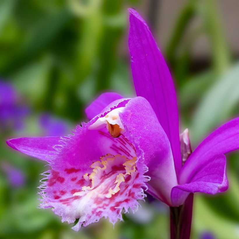Pleione Tongariro (Floração)