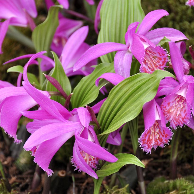Pleione Tongariro (Hábito)