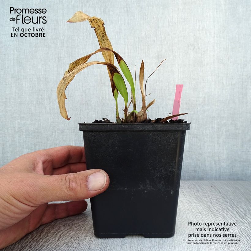 Amostra de Pleione formosana Vaso de 8/9 cm tal como entregue no outono
