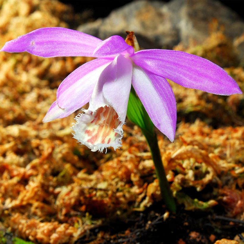 Pleione formosana (Floração)