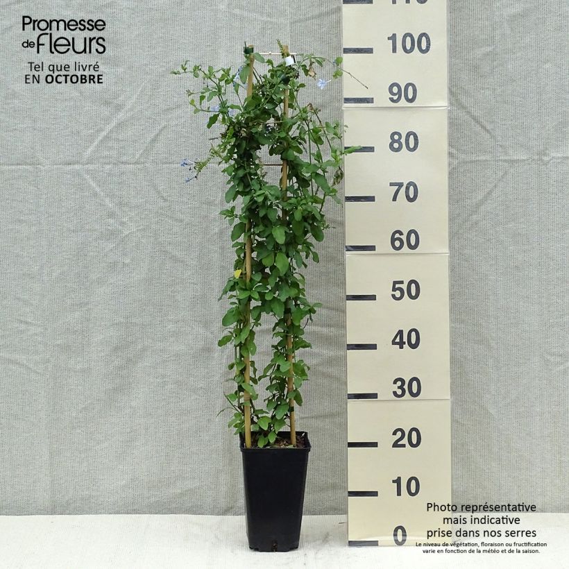Amostra de Plumbago auriculata Dark Blue Vaso de 2 L/3 L tal como entregue no outono