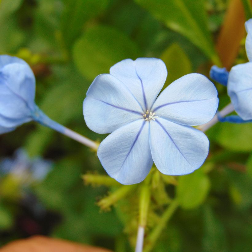 Plumbago auriculata (Floração)