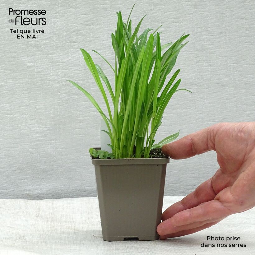 Amostra de Liatris spicata Alba Vaso de 8/9 cm tal como entregue na primavera