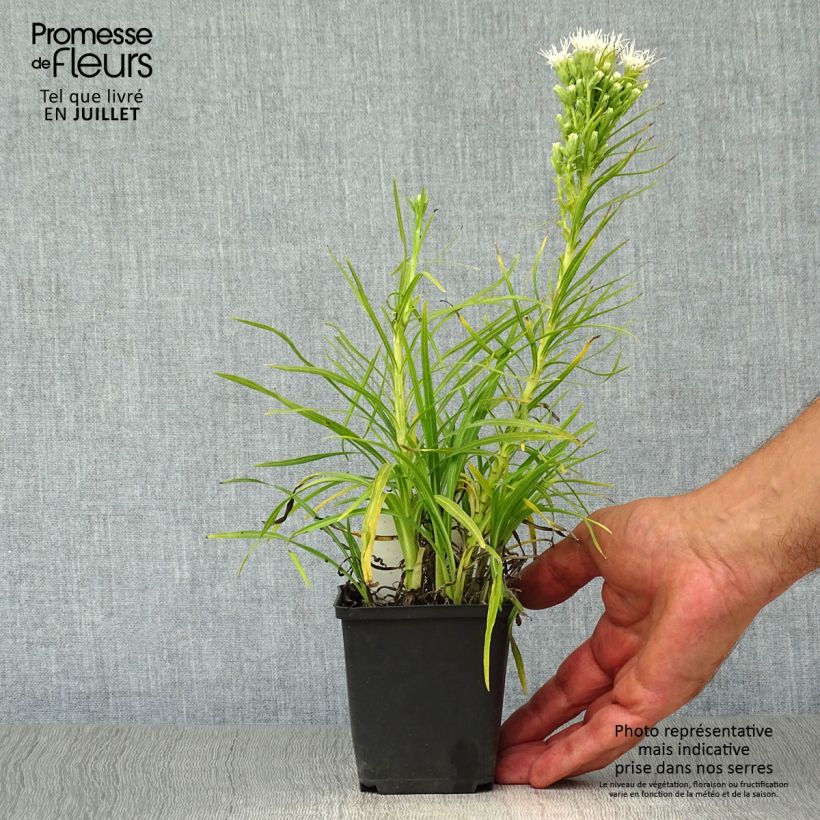 Amostra de Liatris spicata Alba Vaso de 8/9 cm tal como entregue no verão