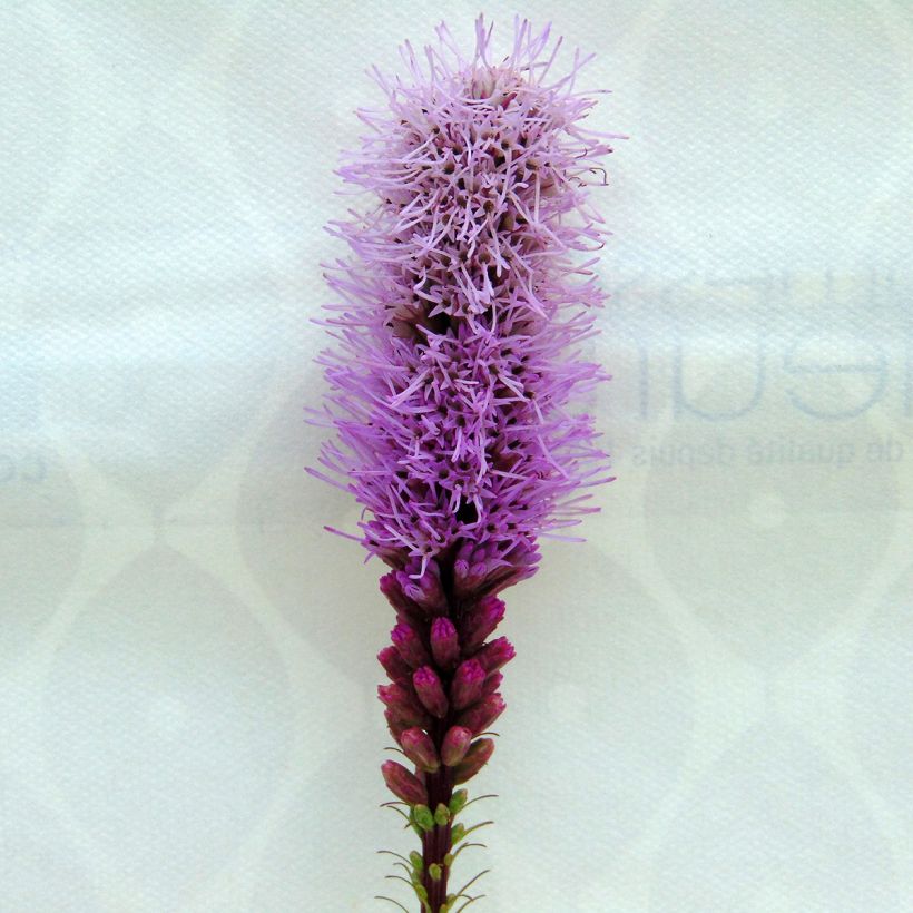 Liatris spicata Floristan Violet (Floração)
