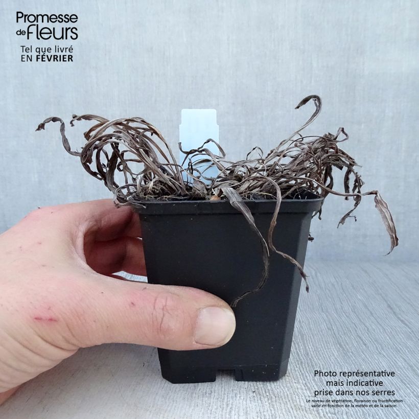 Amostra de Plume du Kansas, Liatris spicata Floristan Violet Vaso de 8/9 cm tal como entregue no inverno