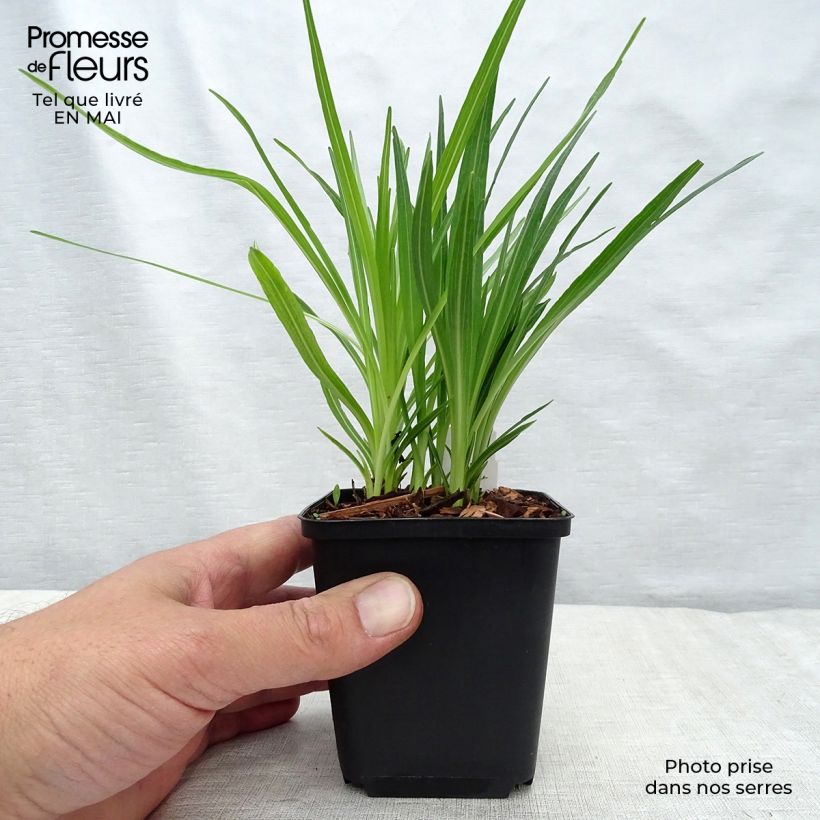 Amostra de Liatris spicata Floristan White Vaso de 8/9 cm tal como entregue na primavera