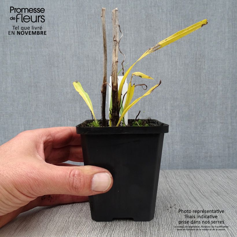 Amostra de Liatris spicata Floristan White Vaso de 8/9 cm tal como entregue no outono
