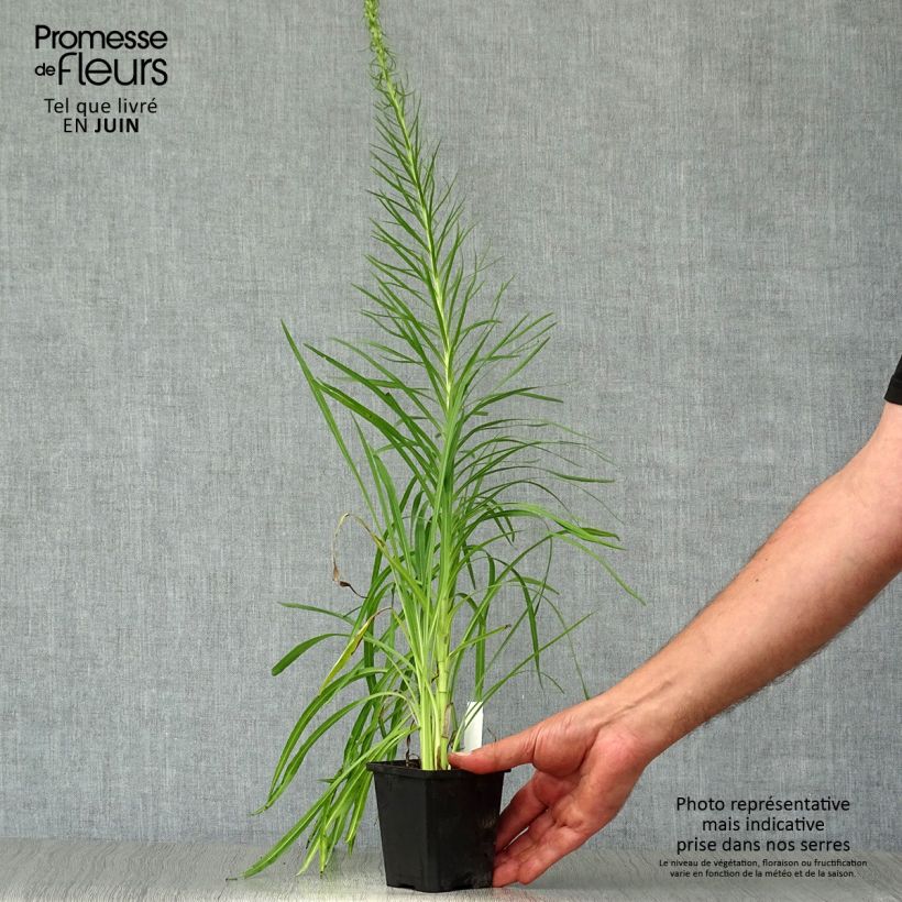 Amostra de Liatris spicata Floristan White Vaso de 8/9 cm tal como entregue no verão