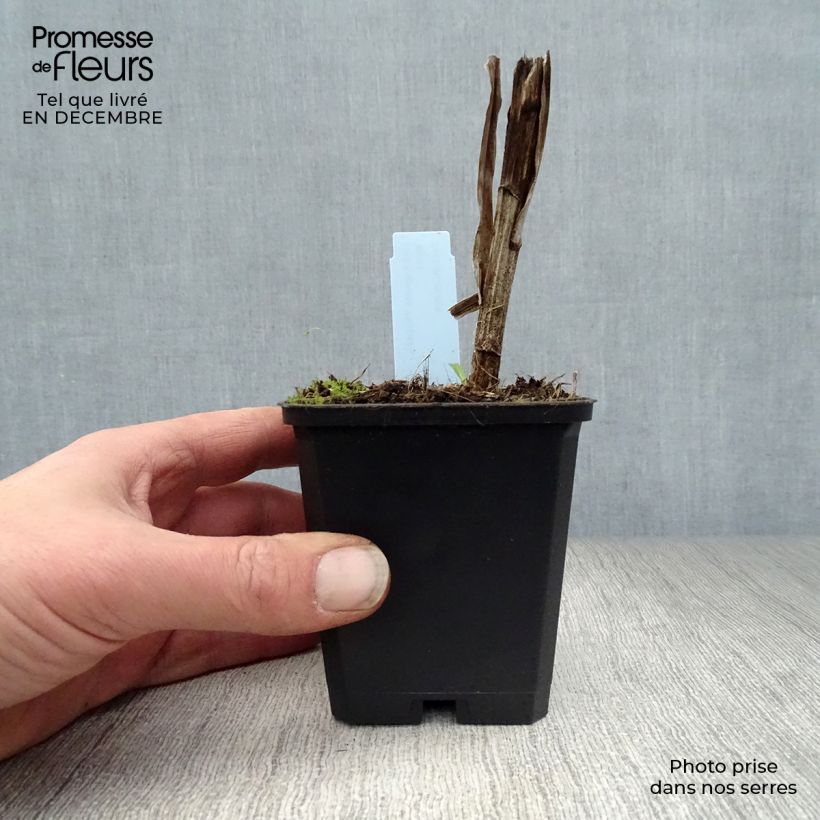 Amostra de Plume du Kansas - Liatris spicata Floristan White Vaso de 8/9 cm tal como entregue no inverno