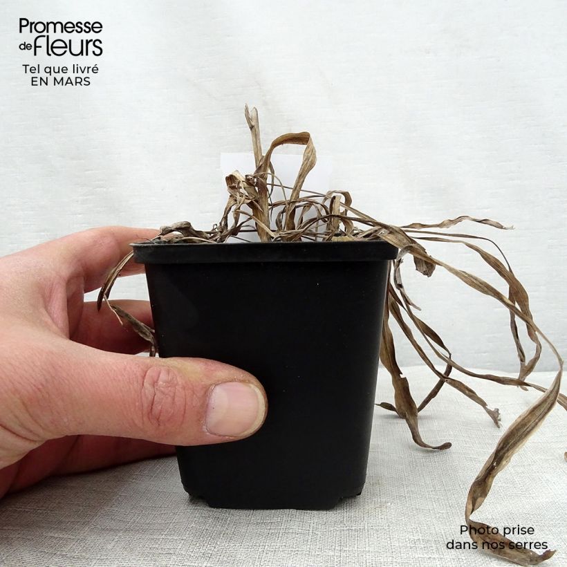 Amostra de Liatris spicata Kobold Vaso de 8/9 cm tal como entregue na primavera