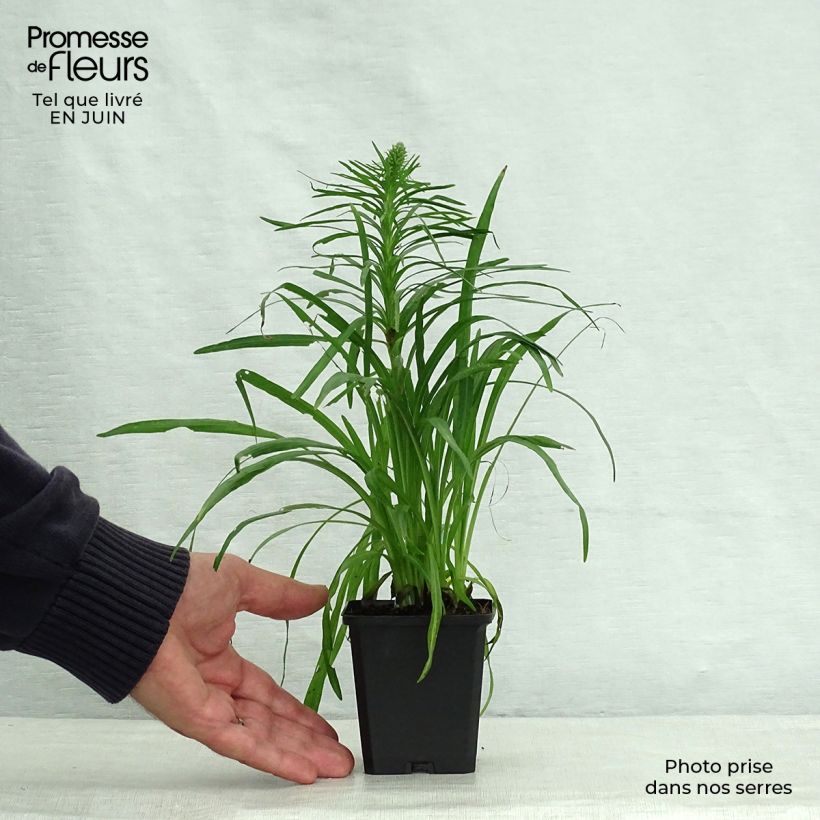 Amostra de Liatris spicata Kobold Vaso de 8/9 cm tal como entregue no verão
