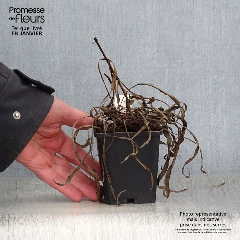 Amostra de Plume du Kansas ou Liatris spicata Kobold Vaso de 8/9 cm tal como entregue no inverno