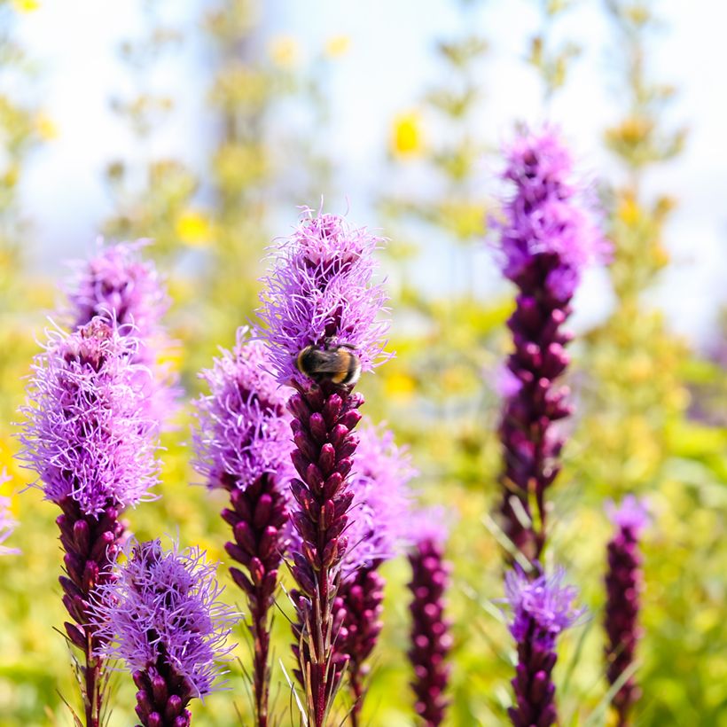 Liatris spicata Kobold (Floração)