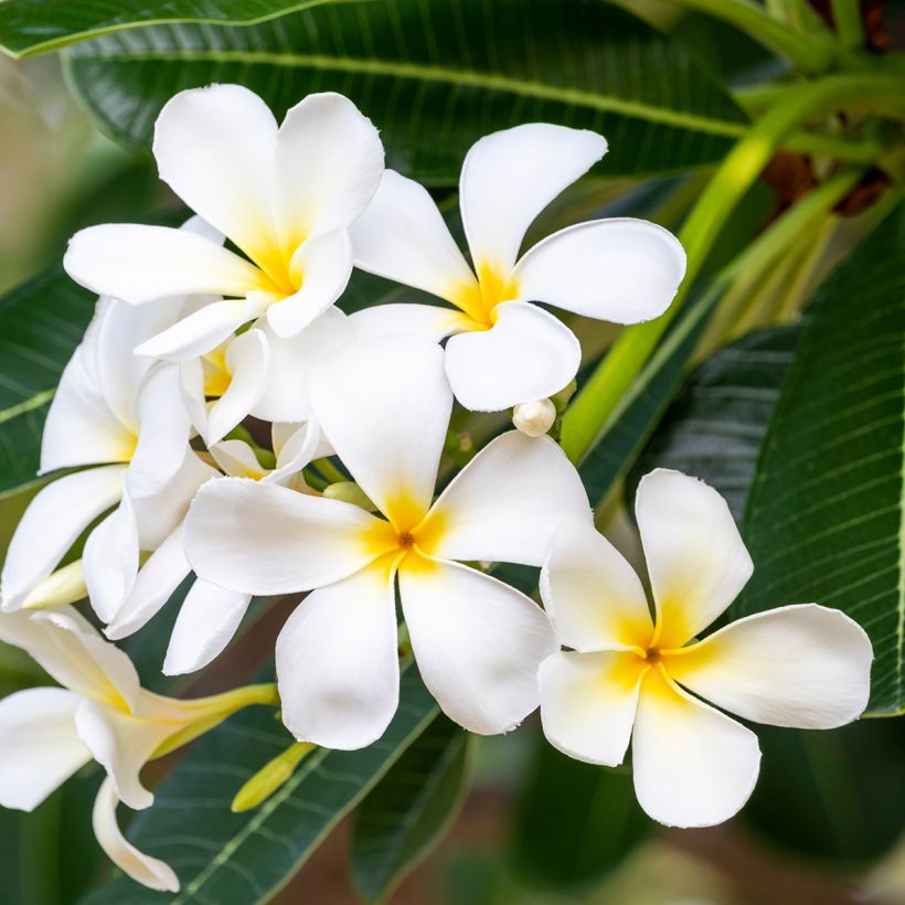 Plumeria obtusa (Floração)
