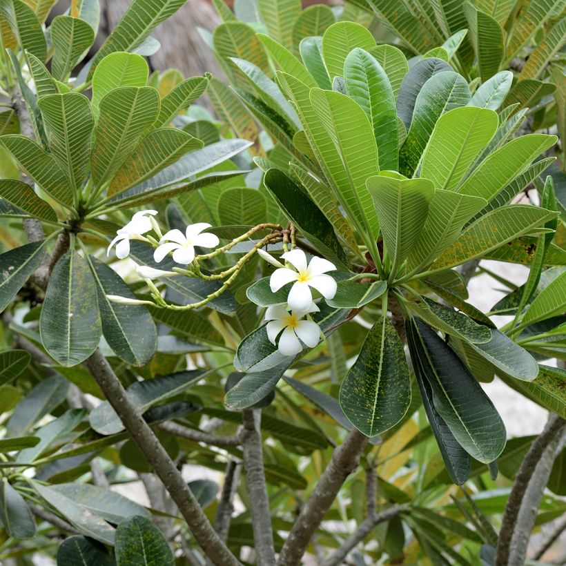 Plumeria obtusa (Folhagem)