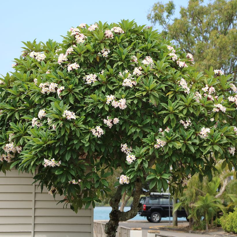 Plumeria obtusa (Hábito)