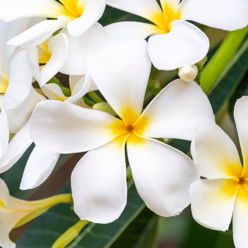 Plumeria obtusa (Floração)