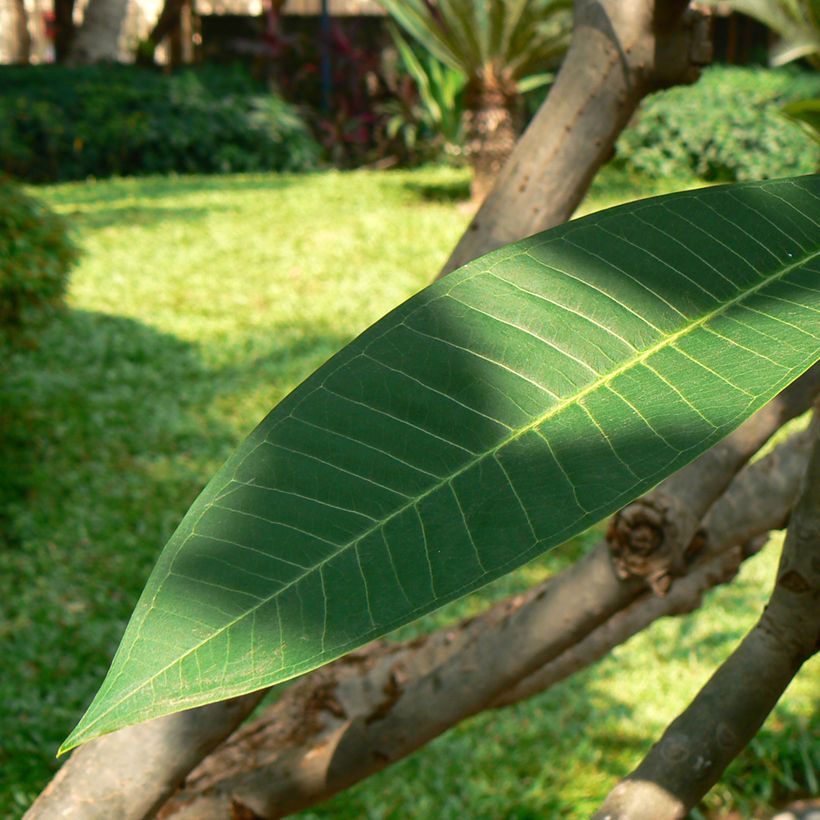 Plumeria rubra (Folhagem)