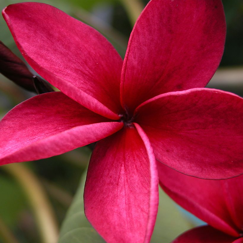 Plumeria rubra (Floração)