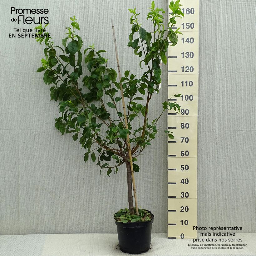 Amostra de Pluot Flavor Candy - Prunus Pluot® Vaso de 7,5 L/10 L, Copo tal como entregue no verão