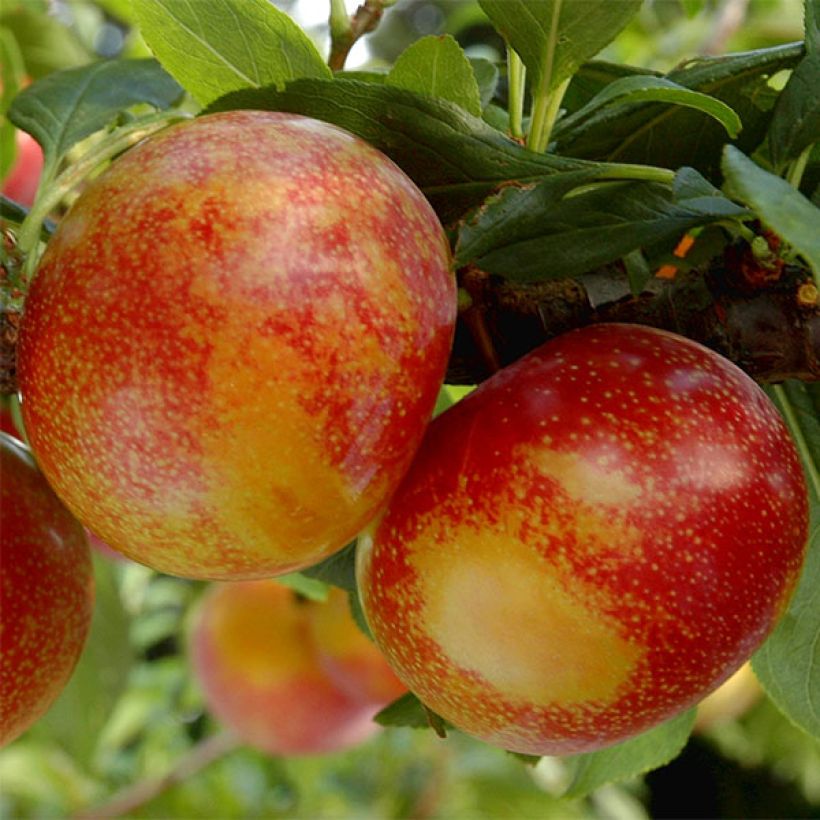 Pluot Flavor Candy - Prunus Pluot® (Colheita)