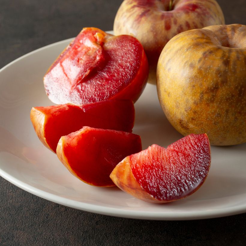 Pluot Dapple Dandy (Colheita)