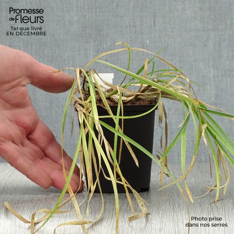Amostra de Poa chaixii - pâturin des Sudètes Godet de 8/9 cm tal como entregue no inverno