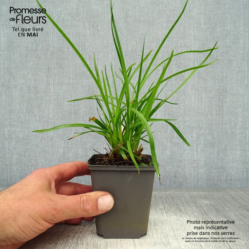 Amostra de Poa chaixii Vaso de 8/9 cm tal como entregue na primavera