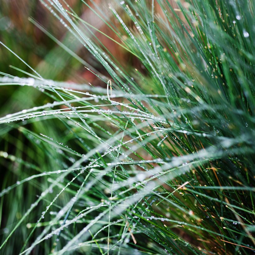 Poa glauca Blue Hills (Folhagem)