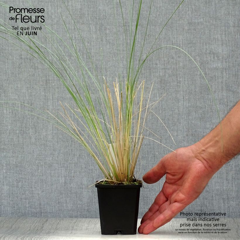 Amostra de Poa labillardieri Vaso de 8/9 cm tal como entregue no verão