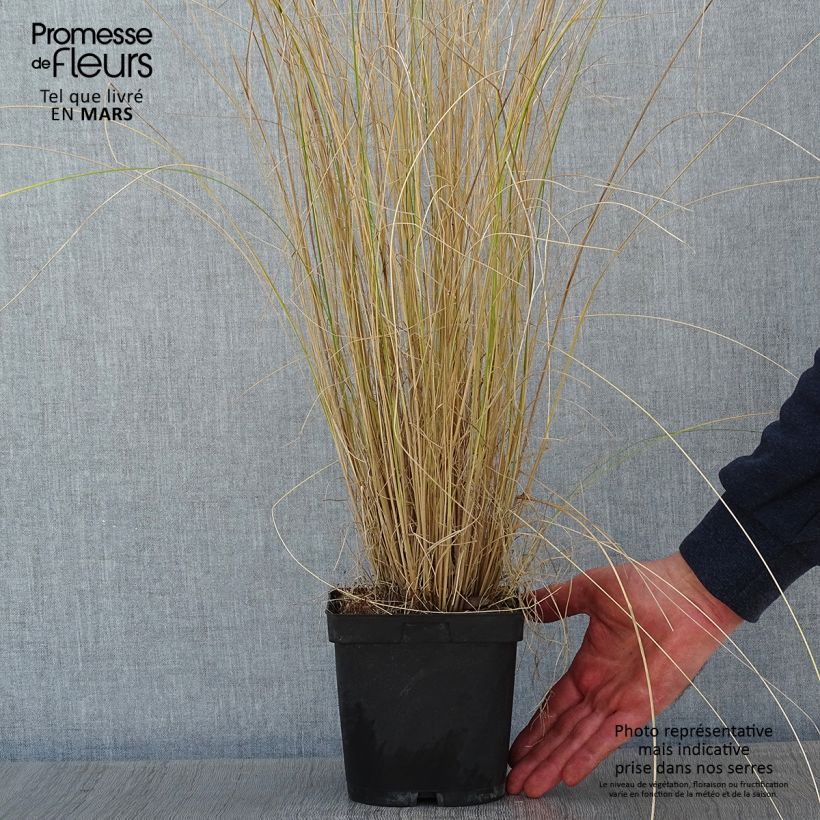 Amostra de Poa labillardieri - Pâturin Vaso de 2 L/3 L tal como entregue no inverno