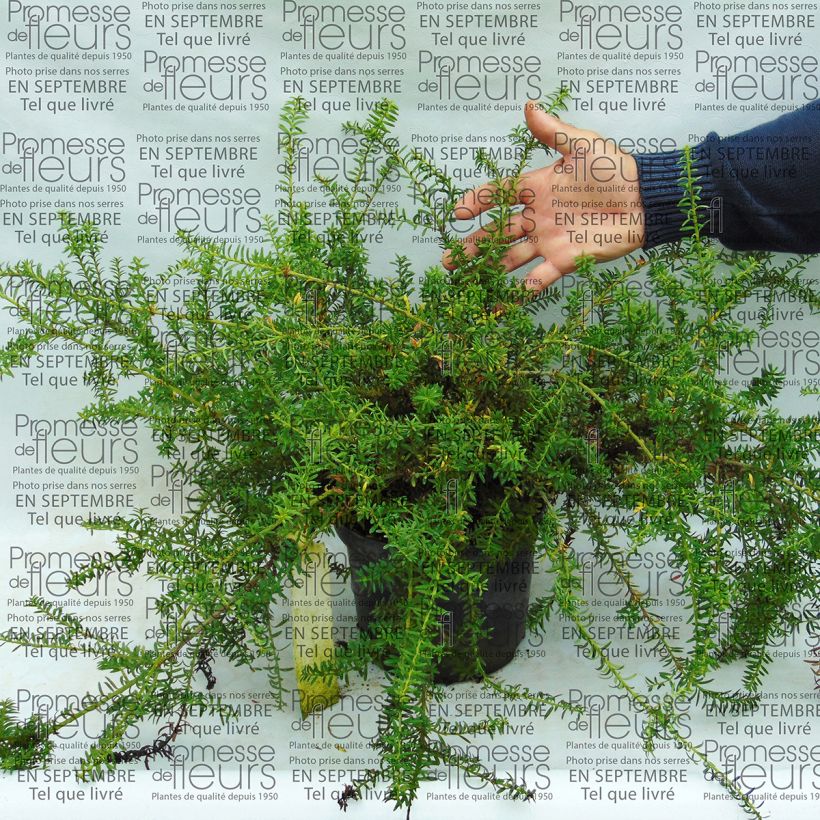 Exemplo de amostra de Podocarpus des neiges - Podocarpus nivalis                                Pot de 2L/3L tal como entregue