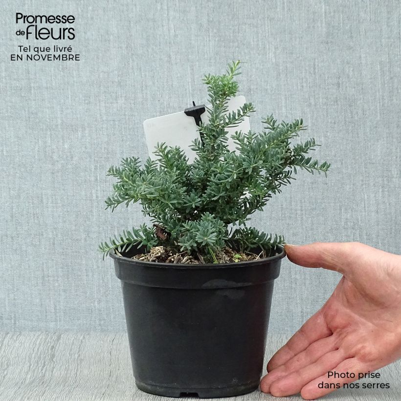 Amostra de Podocarpus lawrencii Blue Gem Vaso de 2 L/3 L tal como entregue no outono