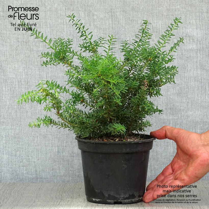 Amostra de Podocarpus lawrencii Blue Gem Vaso de 2 L/3 L tal como entregue no verão