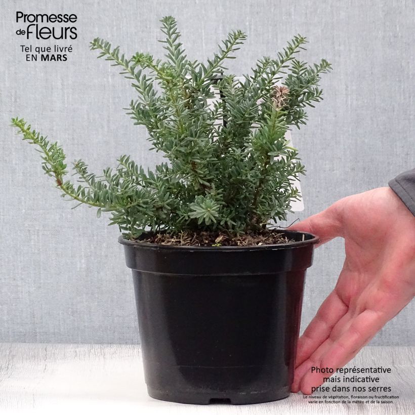 Amostra de Podocarpus lawrencii Blue Gem Vaso de 2 L/3 L tal como entregue na primavera
