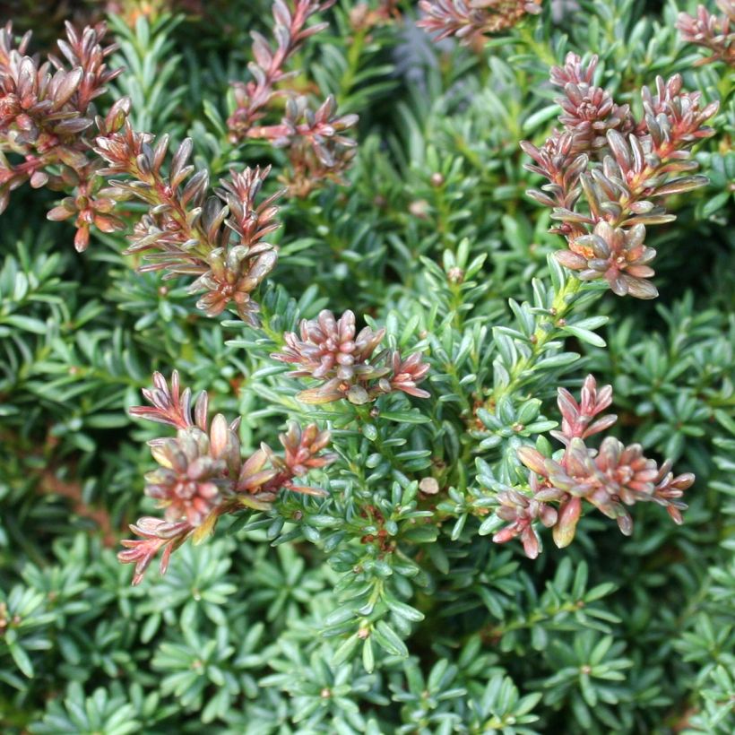 Podocarpus lawrencei Red Tip (Folhagem)