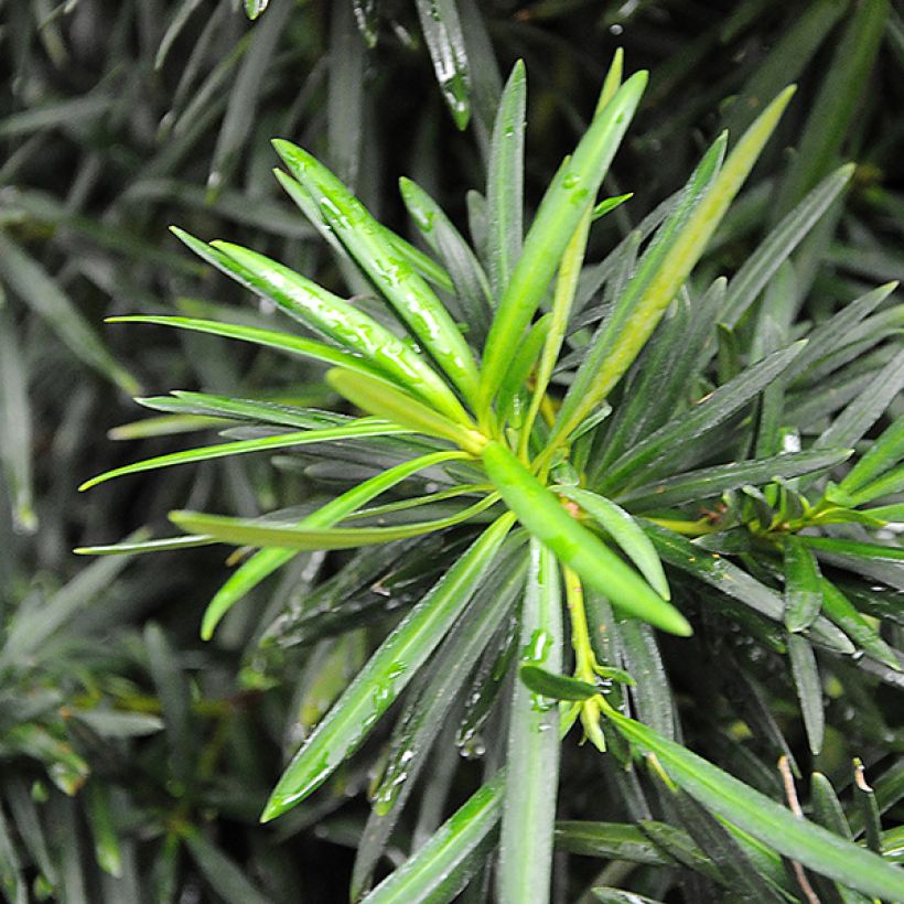 Podocarpus macrophyllus (Folhagem)
