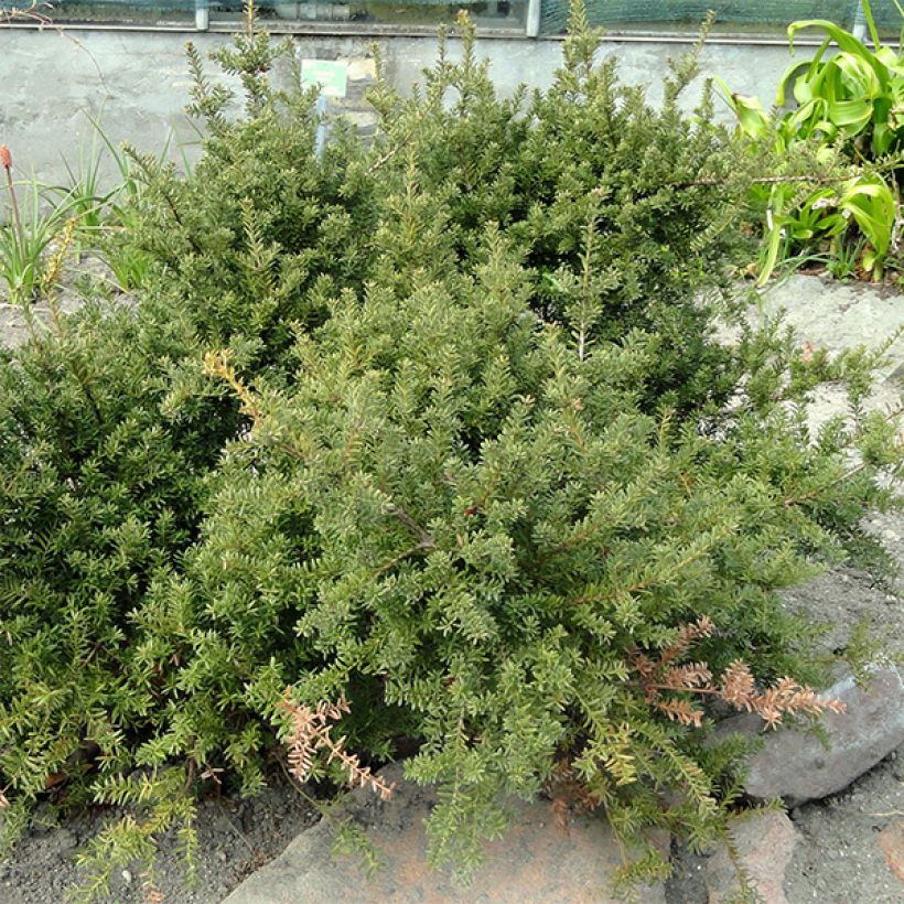 Podocarpus nivalis (Hábito)