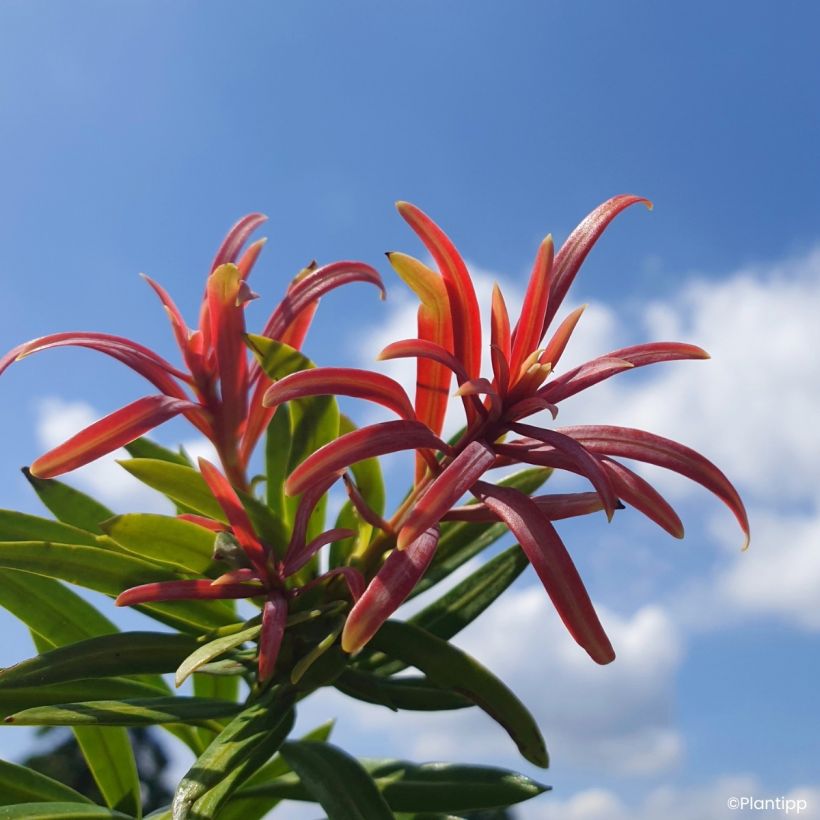 Podocarpus macrophyllus Mood Ring - Podocarpo (Folhagem)