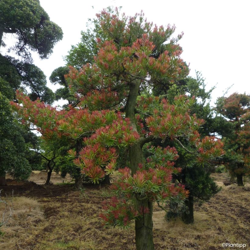 Podocarpus macrophyllus Mood Ring - Podocarpo (Hábito)