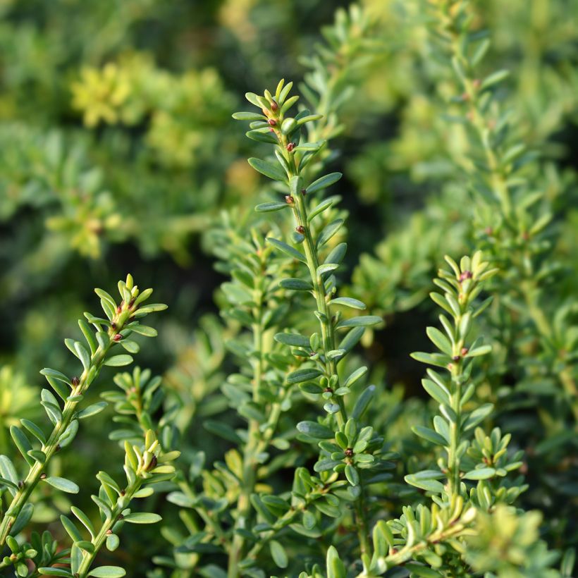 Podocarpus lawrencii Blue Gem (Folhagem)