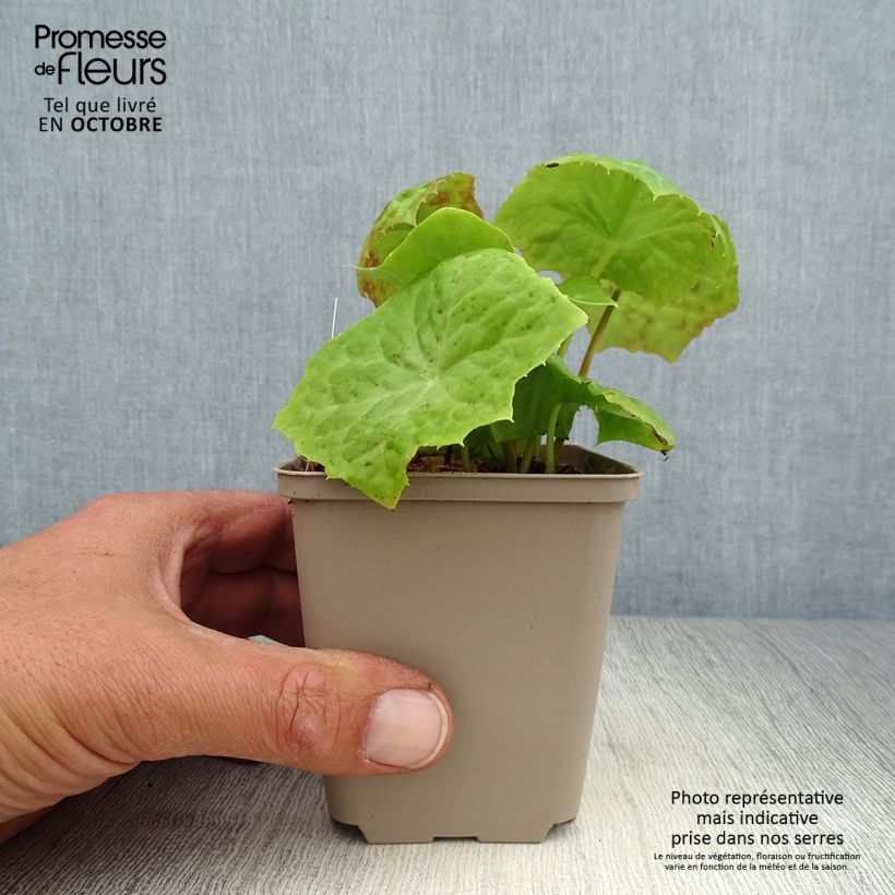 Amostra de Podophyllum Spotty Dotty Vaso de 8/9 cm tal como entregue no outono
