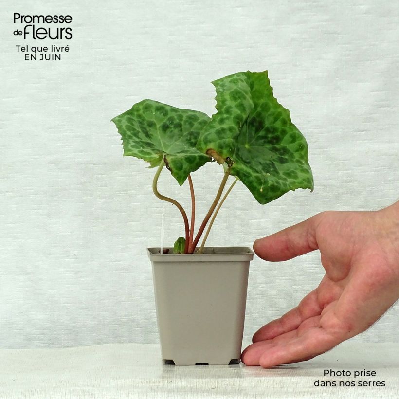 Amostra de Podophyllum Spotty Dotty Vaso de 8/9 cm tal como entregue no verão