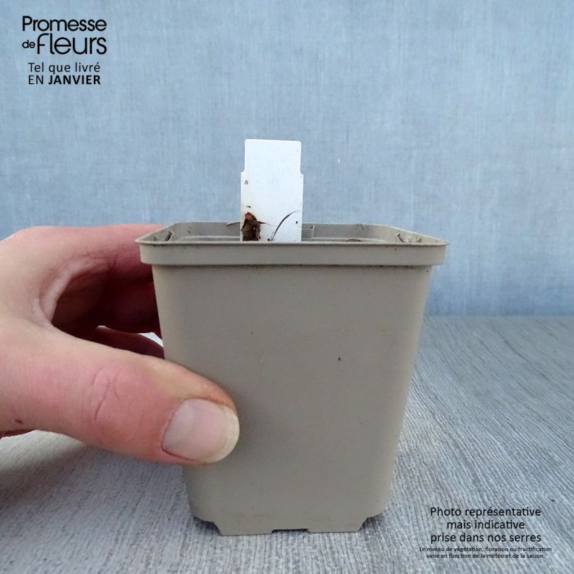 Amostra de Podophyllum Spotty Dotty Vaso de 8/9 cm tal como entregue no inverno