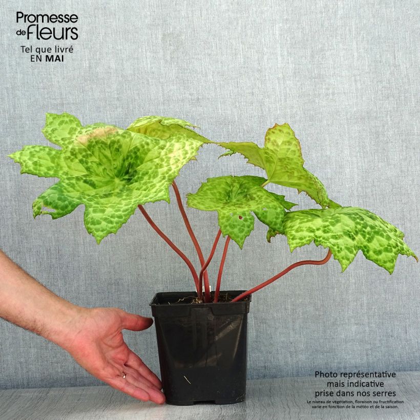 Amostra de Podophyllum Spotty Dotty Vaso de 3 L/4 L tal como entregue na primavera